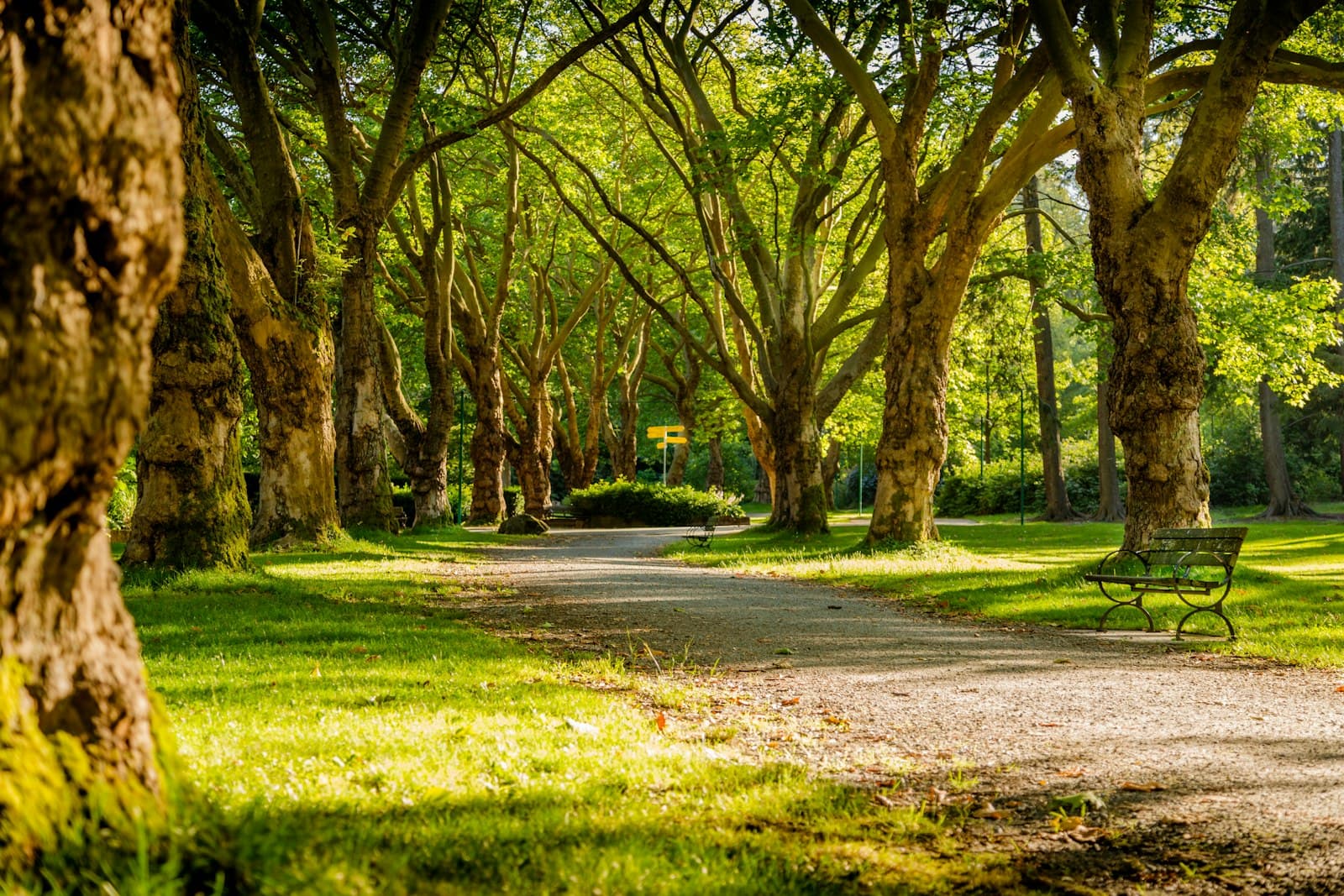 Public park walking path lined with trees and a park bench